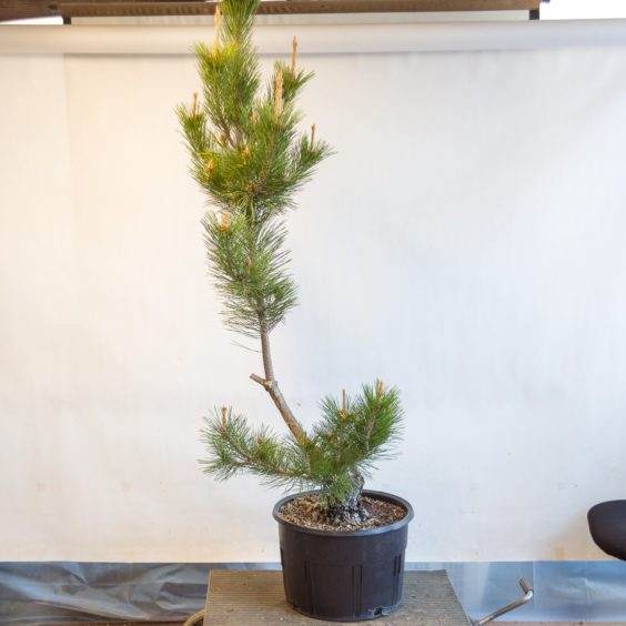 图解 盆景制作系列5 选择新的干线