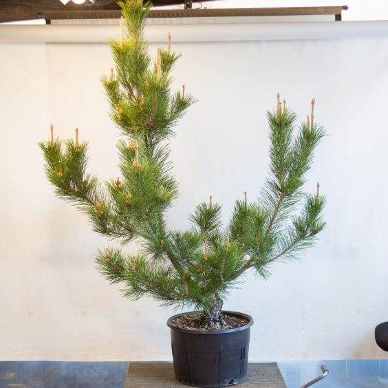 图解 盆景制作系列5 选择新的干线