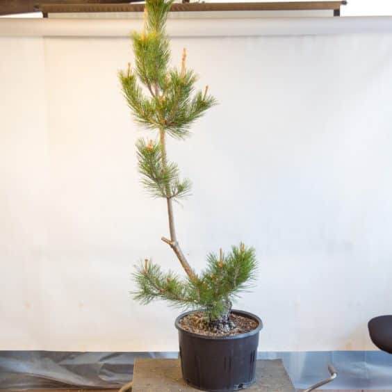 图解 盆景制作系列5 选择新的干线