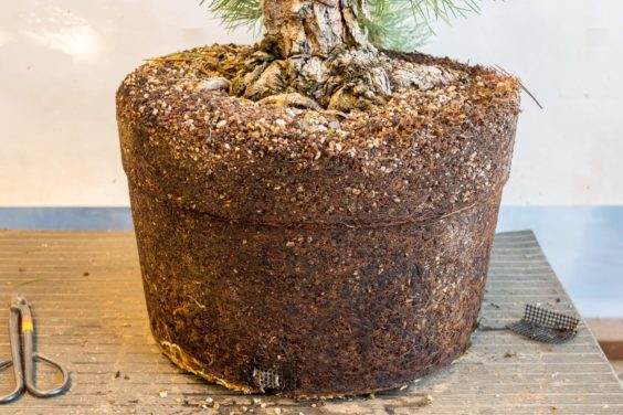 图解 盆景制作系列5 选择新的干线