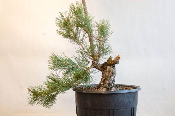 图解 盆景制作系列5 选择新的干线