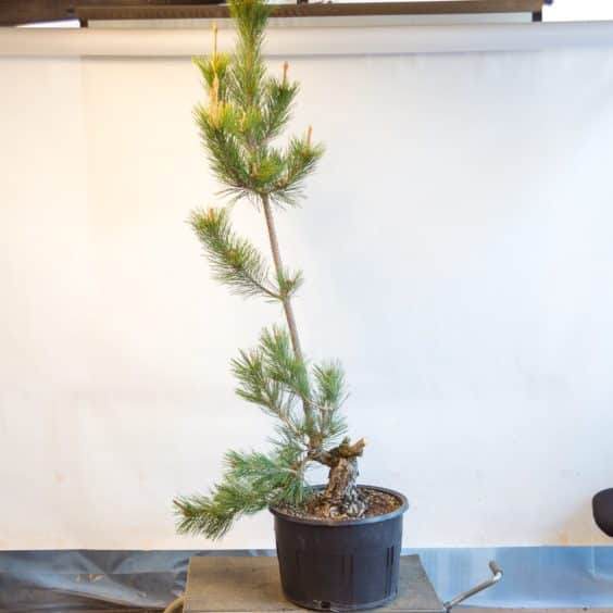 图解 盆景制作系列5 选择新的干线