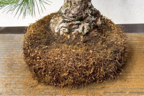 图解 盆景制作系列5 选择新的干线