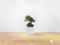 当古老的盆景艺术传到国外