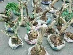 小伙上山 一次挖了40棵黄杨盆景 在售卖时被抓