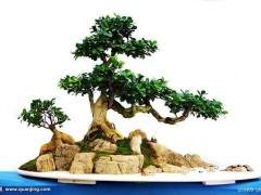 学好盆景 有捷径 还是没有？