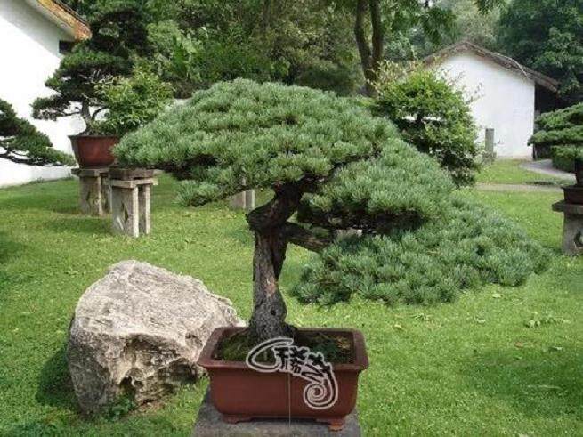 守住盆景的民族文化之根&mdash;&mdash;再谈盆景的继承与创新