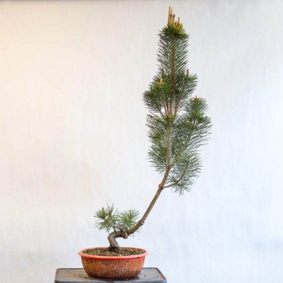黑松盆景 - 六岁,来自切苗