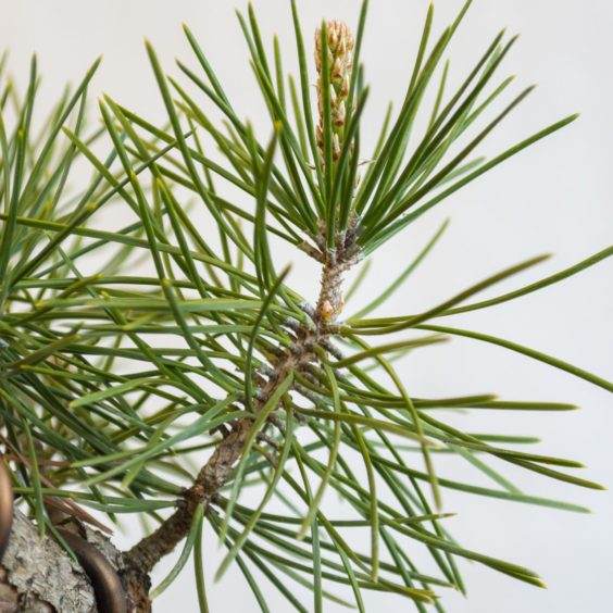 三年的盆景针叶