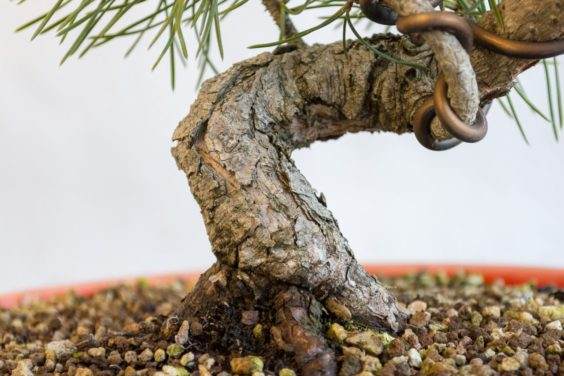 盆景树干的特写镜头