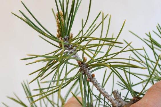 自发 - 并欢迎 - 不定芽