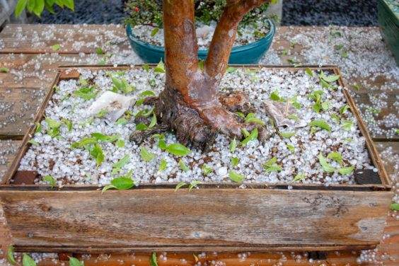 遭受冰雹后堕落的紫茎属叶子