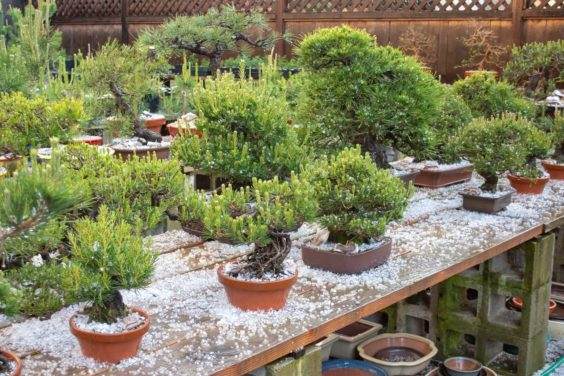 黑松盆景遭受冰雹的伤害