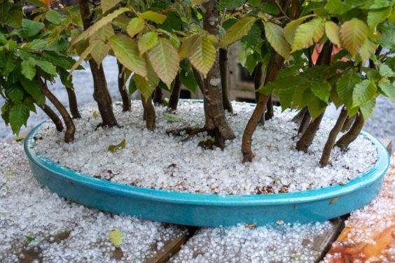 日本山毛榉盆景正在遭受冰雹