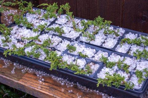 真柏盆景的插条遭遇冰雹