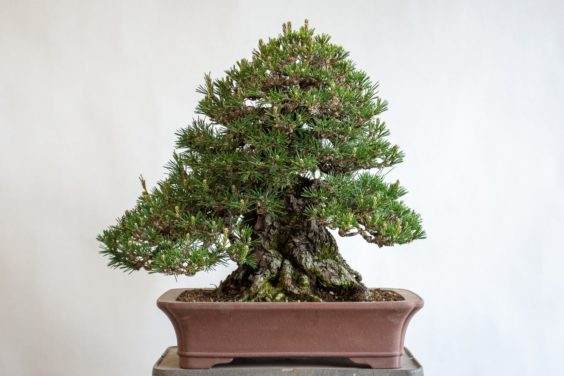 在春天对黑松盆景的修剪工作 图片