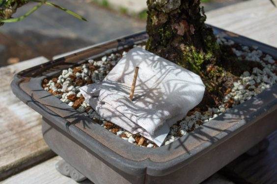 黑松盆景 - 16英寸高