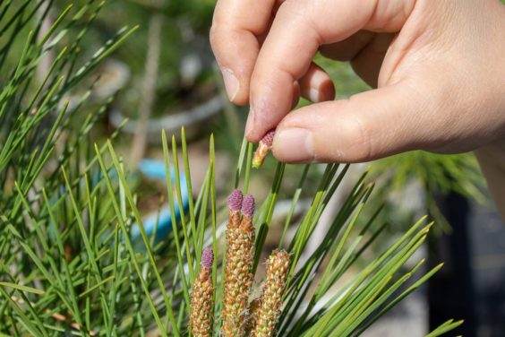 对盆景修剪和拔针后