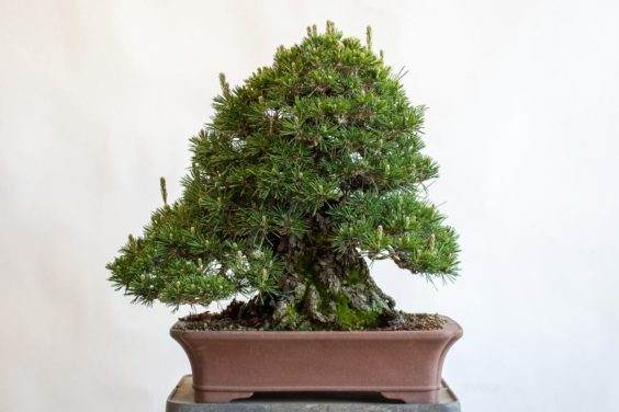 旧金山盆景协会的年度展览展示日本山毛榉的春天