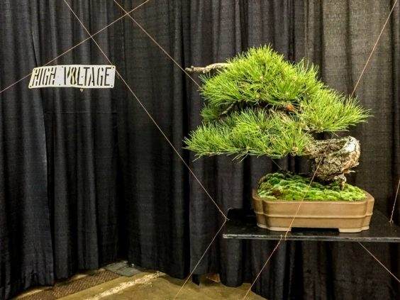 旧金山盆景协会年度展览的新颖展示