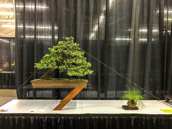 旧金山盆景协会年度展览的新颖展示