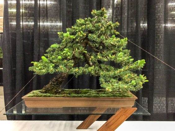 旧金山盆景协会年度展览的新颖展示