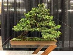 旧金山盆景协会年度展览的新颖展示