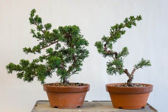 修剪成长的纪州真柏盆景