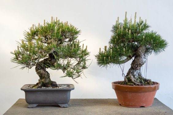 二十四和十四岁的黑松盆景