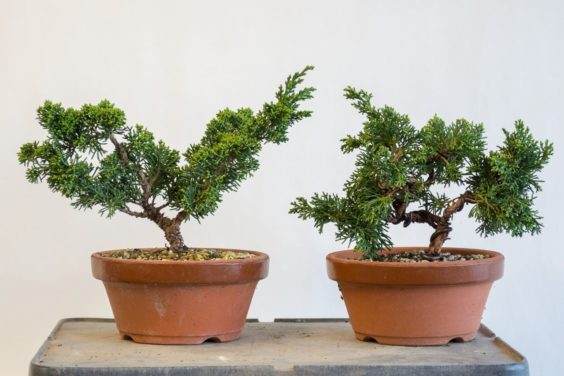 每天需要两次浇水;每两天需要浇水一次