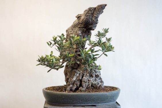 橄榄盆景 - 去年翻盘,每周需要的浇水不超过一次