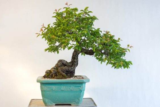 樱桃李盆景 - 今年翻盘,每天需要水