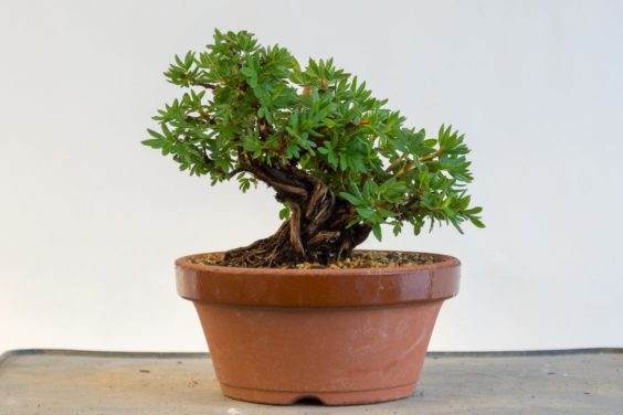 蕨麻盆景 - 今年翻盘,每天需要水