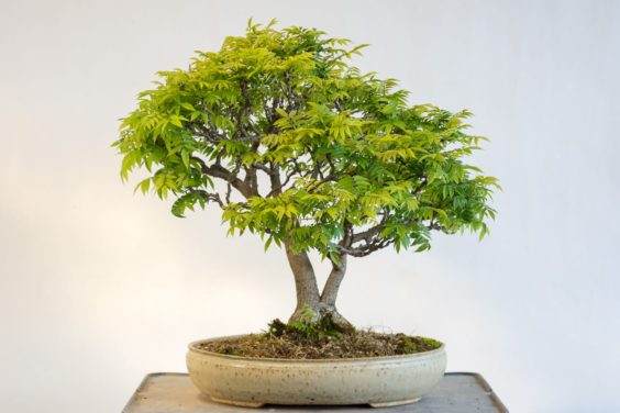 矮小的紫藤盆景 - 去年翻盘,每隔四到五天需要浇水一次