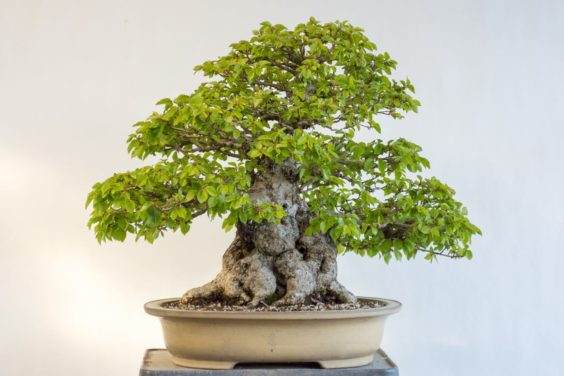 韩国鹅耳枥盆景 - 今年翻盘,每周需要一到两次浇水