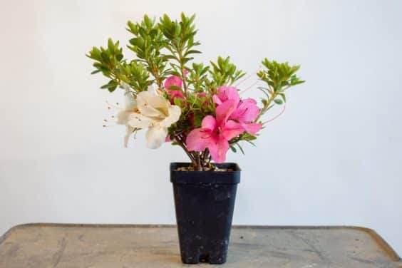 修剪成长的小月杜鹃花盆景