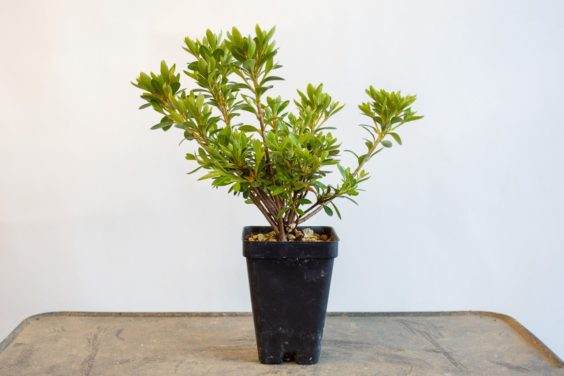 图解 如何修剪小月杜鹃花盆景的枝条