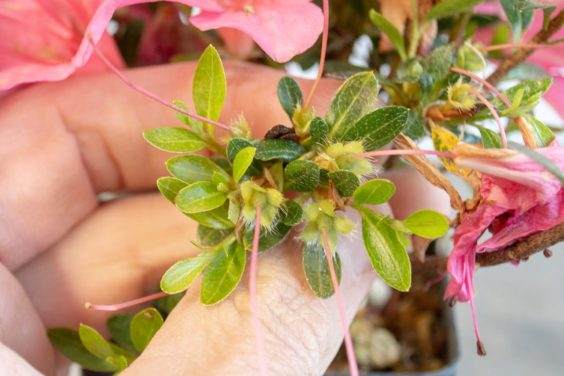 杜鹃花在丢失花瓣后开花