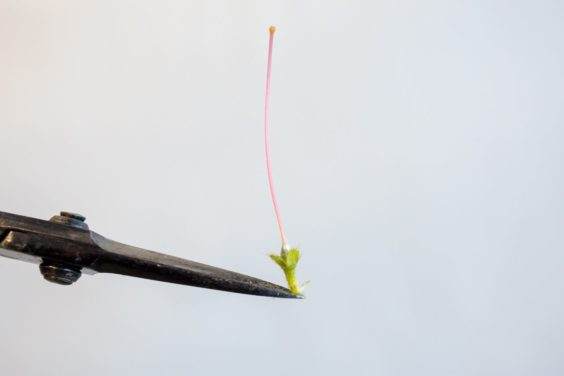  雌蕊，萼片和花梗