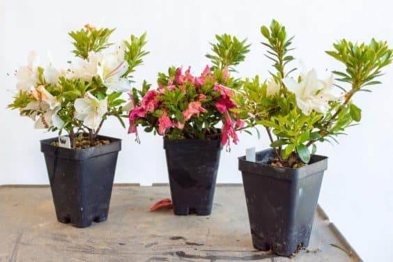 高峰开花后的杜鹃花