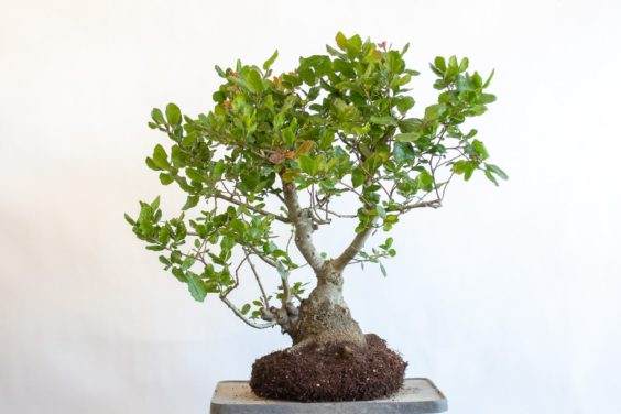 修剪了盆景根茎部分之后