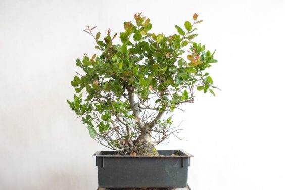 海岸橡树 - 橡树约30年