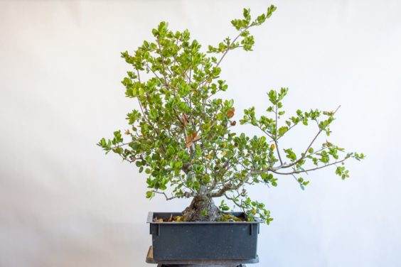 海岸橡木 - 距离橡树约30年