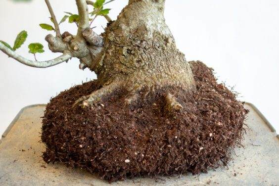 降低树干和根球