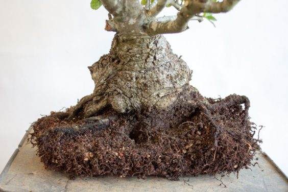 对盆景根部修剪工作的完成