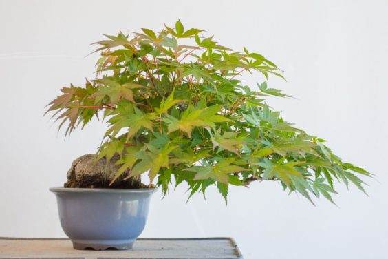 图解 修剪日本小品枫树盆景的过程