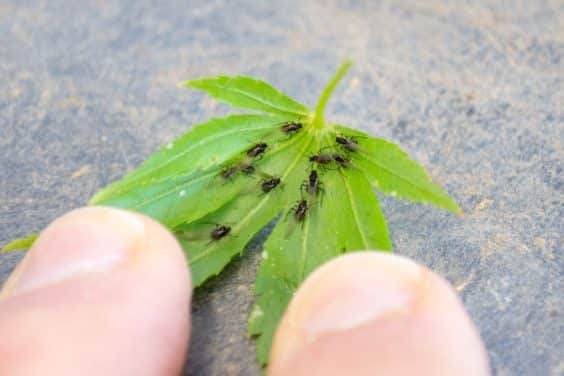 图解 修剪日本小品枫树盆景的过程