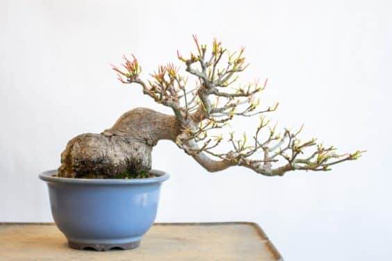 图解 修剪日本小品枫树盆景的过程