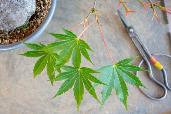 图解 修剪日本小品枫树盆景的过程