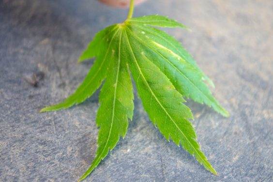 有一些染黄的鸡爪枫叶子